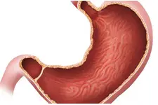 Mide Özellikleri ve Faydaları Nelerdir?